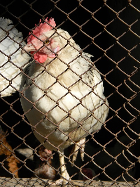 球迷联想到 球迷联想到